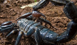 Bọ cạp hoàng đế thủy chiến ác liệt Tôm hùm thủy vương